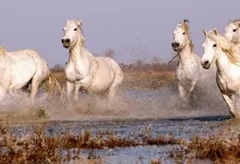 horses 2200x1095 wallpaper Art HD Wallpaper